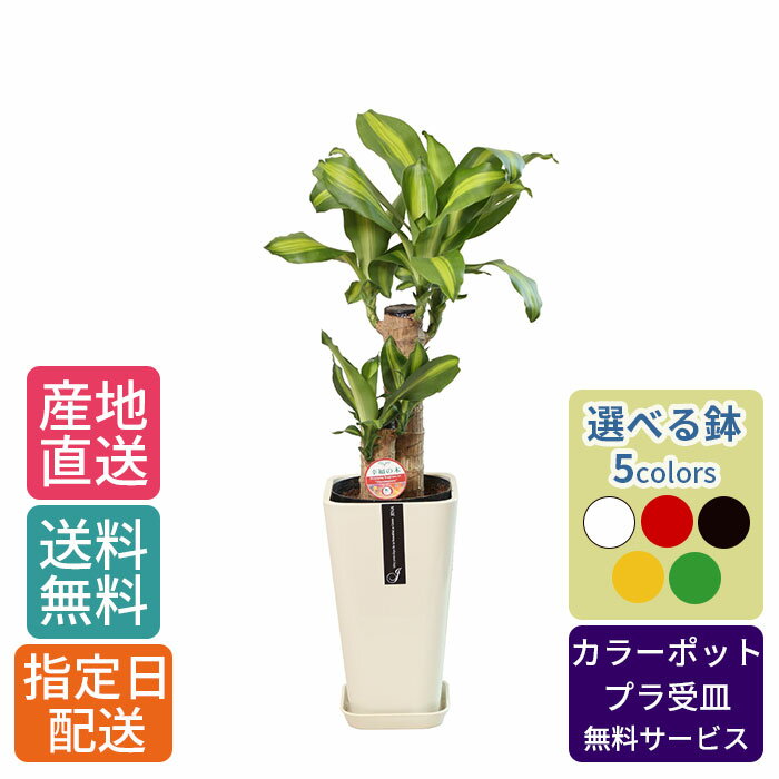 ドラセナ 観葉植物 ドラセナ マッサン 幸福の木 6号 カラ―ポット / 鉢 おしゃれ 鉢植え 小 小さい インテリア 室内用 植物 本物 自宅 お祝い 御祝 開業祝 オープン 新築 引越し 結婚 新生活 プレゼント 御中元 中元 ギフト