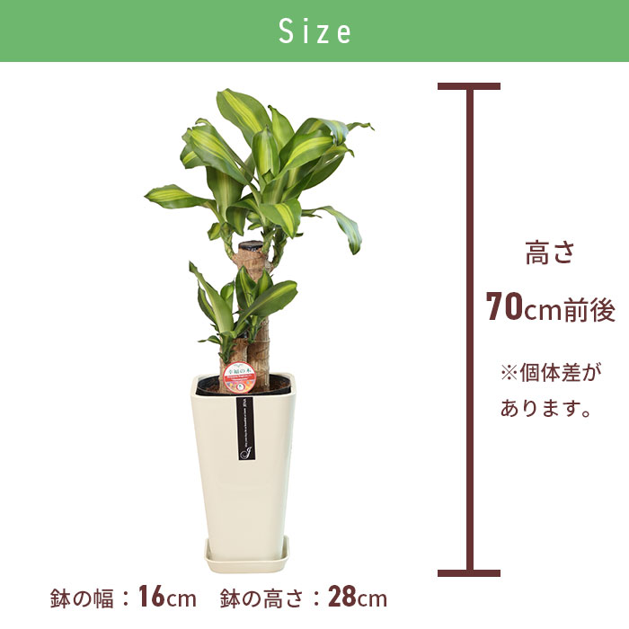 玄関 お家 小さい オフィス 会社 シンプル おしゃれ 育てやすい 結婚 お中元 観葉植物 玄関 おうち時間 店 結婚記念日 豪華 リビング 還暦 就任 移転 栄転 上場 周年 設立 観葉 植物 室内 観葉植物 マッサン 6号 カラ ポット 鉢