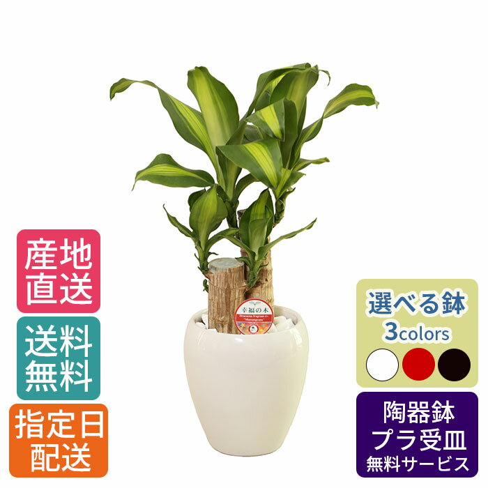 ドラセナ 【 通常9570円→特価6380円 】観葉植物 ドラセナ マッサン 5号 丸陶器 /鉢 鉢植え 卓上 小さい インテリア グリーン 植物 自宅 お祝い 祝い 御祝 開業祝 オープン 新築 新生活 引越し プレゼント ギフト