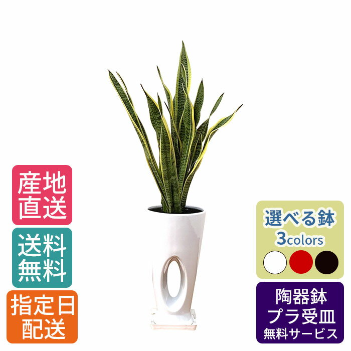 観葉植物 サンスベリア 7号 穴高陶器 / サンセベリア トラノオ 観葉植物 大 大型 観葉 植物 木 鉢 おしゃれ 開店祝い 鉢植え 花 ギフト インテリア 花 室内用 植物 新築祝い 引越し祝い 結婚祝い プレゼント 結婚祝 誕生日プレゼント 父の日 母の日 結婚記念日 プレゼント