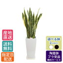 観葉植物 サンスベリア 7号 角高陶器 / サンセベリア トラノオ 鉢 おしゃれ 鉢植え 大 大型 大きい インテリア 室内用 植物 本物 自宅 お祝い 開業祝 オープン 新築 引越し 結婚 新生活 プレゼント 御中元 中元 ギフト