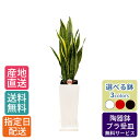 観葉植物 サンスベリア 7号 角陶器スリム / サンセベリア トラノオ 鉢 おしゃれ 鉢植え 大 大型 大きい インテリア 室内用 植物 本物 自宅 お祝い 開業祝 オープン 新築 引越し 結婚 新生活 プレゼント 御中元 中元