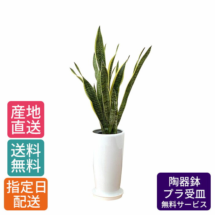 観葉植物 サンスベリア 7号 丸陶器ロング / サンセベリア トラノオ 鉢 おしゃれ 鉢植え 大 大型 大きい インテリア 植物シンプル 自宅 お祝い 開業祝 オープン 新築 引越し 結婚 新生活 ギフト