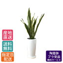 観葉植物 サンスベリア 7号 丸陶器ロング / サンセベリア トラノオ 鉢 おしゃれ 鉢植え 大 大型 大きい インテリア 植物シンプル 自宅 お祝い 開業祝 オープン 新築 引越し 結婚 新生活 ギフト