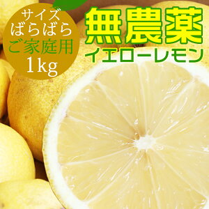 ポイント5倍 【愛媛県大三島産】無農薬レモン【サイズバラ1キロ】国産レモン ホリ田ヤ 訳あり ワケあり わけあり レモン 1kg 国産レモン れもん 訳あり果物 国産 柑橘 果物 くだもの フルーツ 愛媛 愛媛県 産 家庭 家庭用 自宅 自宅用 お取り寄せ ホリ田ヤ