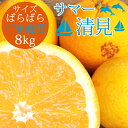 送料無料 サマー清見 かがやき・輝き 家族想い(家庭用) サイズばら 8kg ◆ 愛媛県 大三島 お取り寄せ 国産 みかん 蜜柑 柑橘 愛媛みかん 果物 フルー...