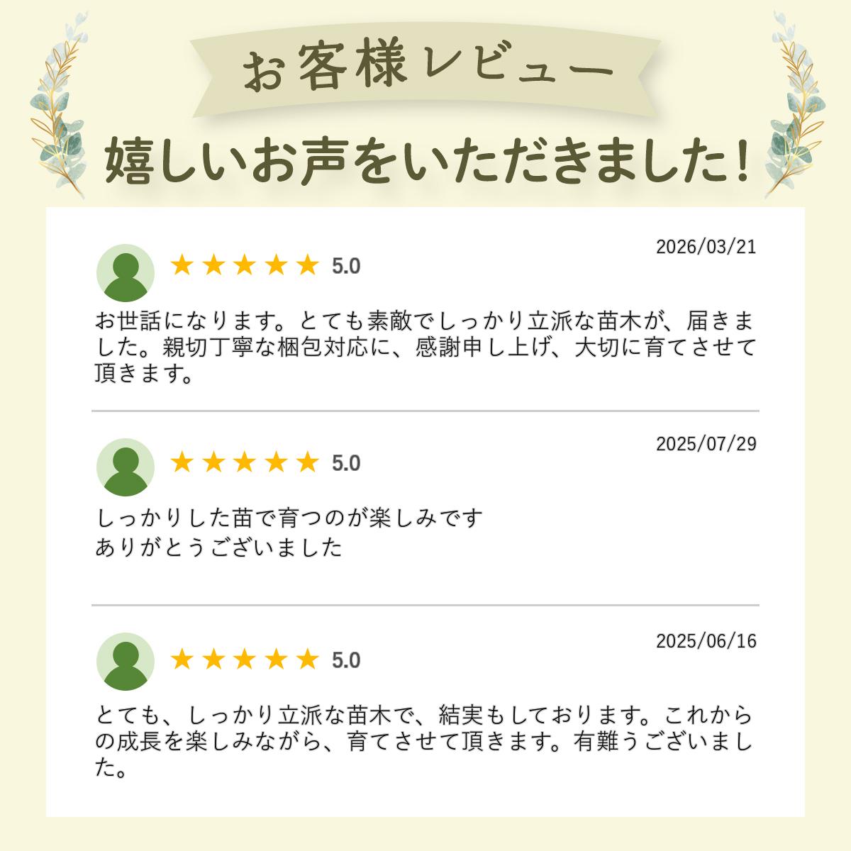 �ԥ󥯥��͡��ɡʥϥ��֥�åɷϡ˥֥롼�٥꡼ �ޤ���2ǯ���� �ϥ��֥�å��ʼ� �̼���