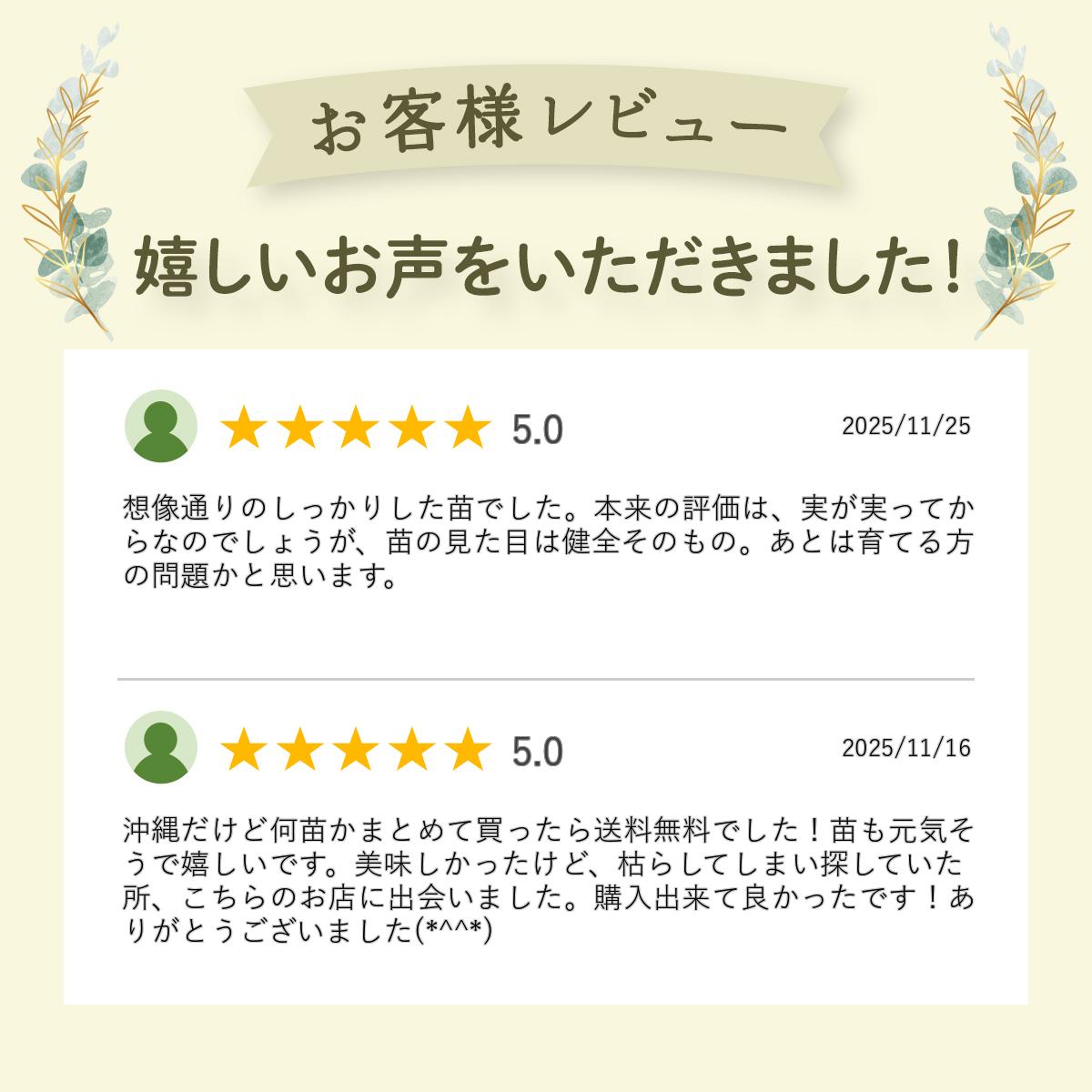 ��R.�Х�ɥ������ �֥롼�٥꡼ �ޤ��� ���� 2ǯ�� ��ӥåȥ������ʼ� �̼���