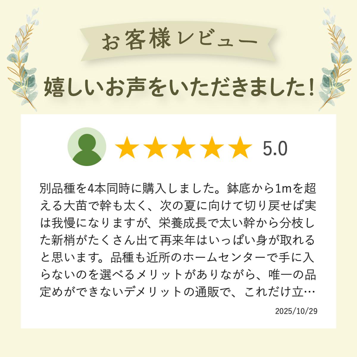 �ܡ��ʥ� �֥롼�٥꡼ �ޤ��� ���� 2ǯ�� �Ρ�����ϥ��֥å�����ʼ� �̼���