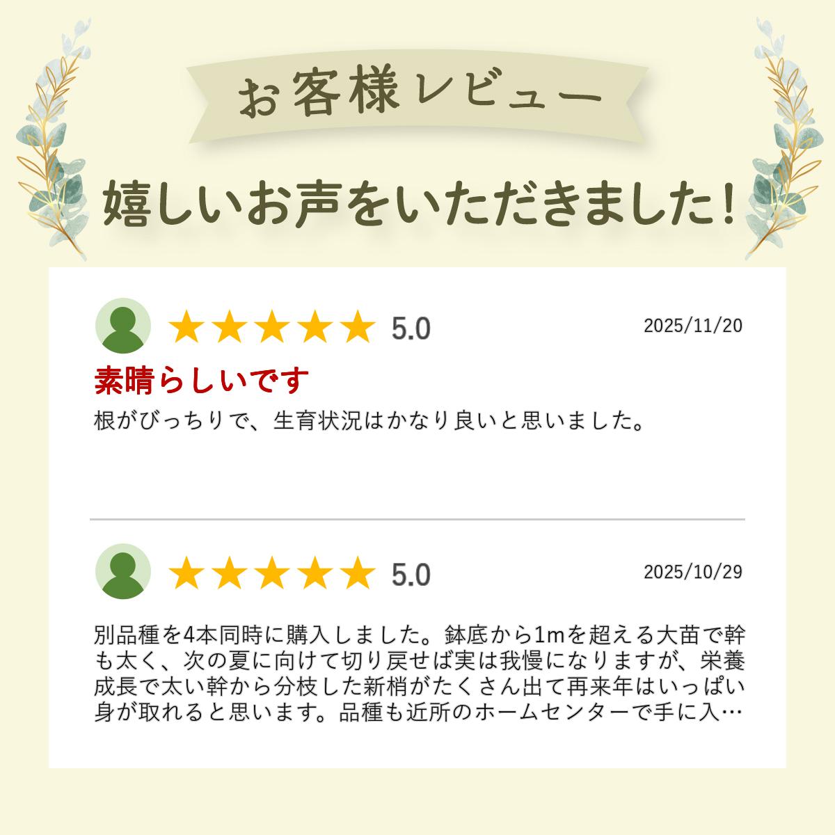 �����饤��֥롼 �֥롼�٥꡼ �ޤ��� ���� 2ǯ�� �Ρ�����ϥ��֥å�����ʼ� �̼���