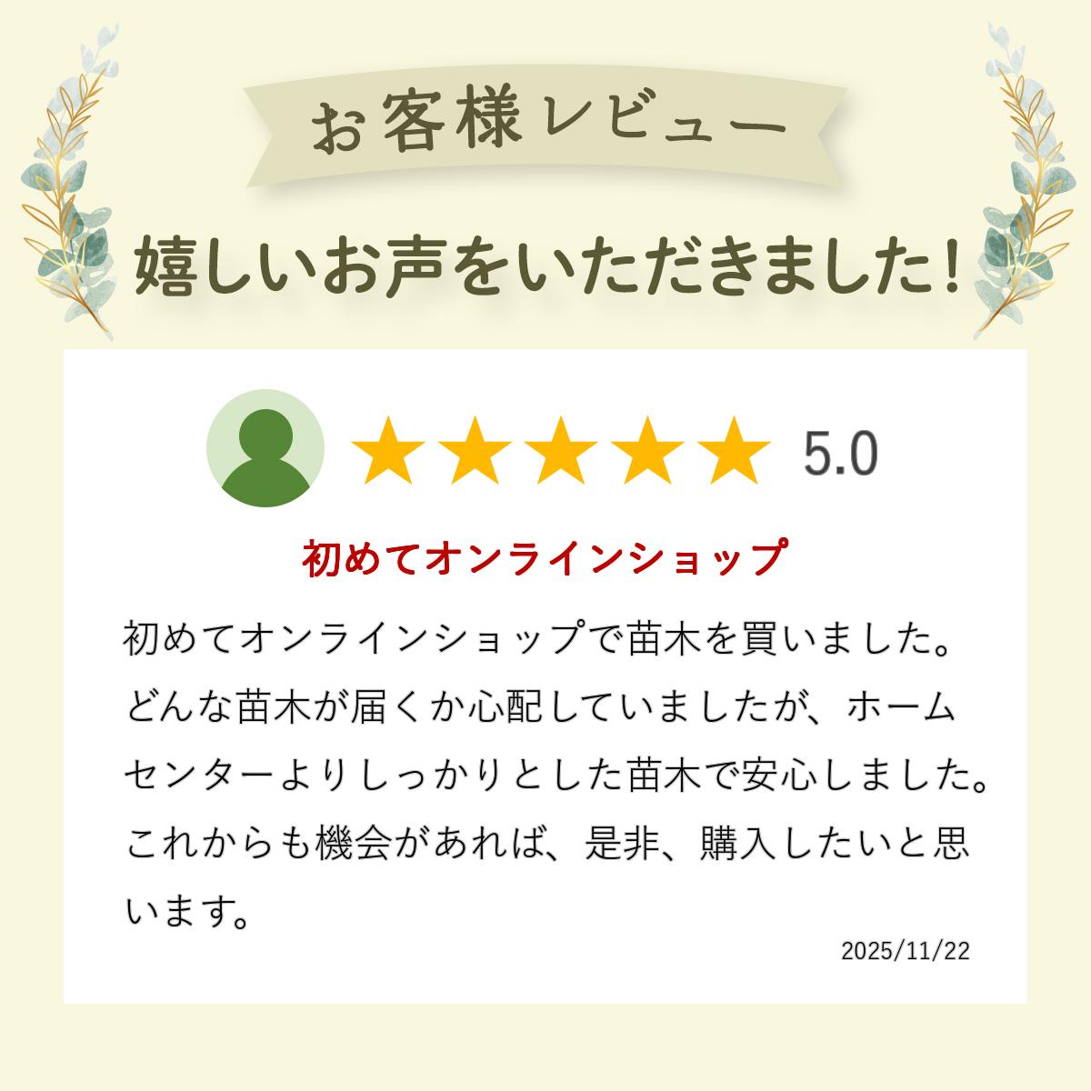 �쥬���� �֥롼�٥꡼ �ޤ��� ���� 2ǯ�� �Ρ�����ϥ��֥å�����ʼ� �̼���