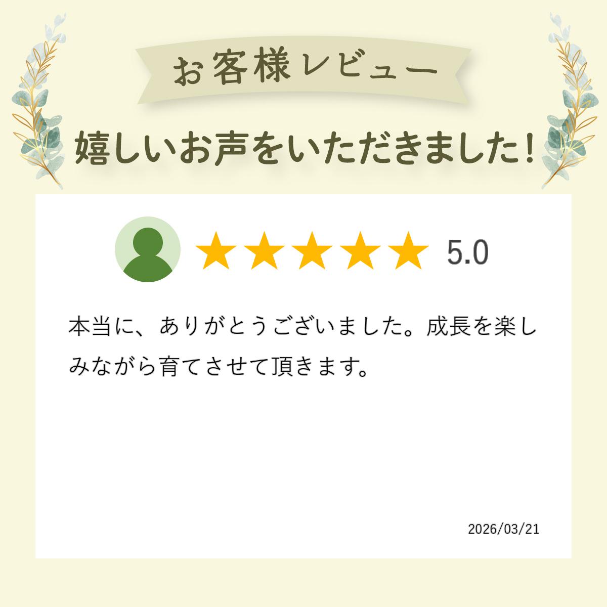 �ڥΡ����֥롼�� �֥롼�٥꡼ �ޤ��� ���� 2ǯ�� �ϡ��եϥ��ϥ��֥å�����ʼ� �̼���