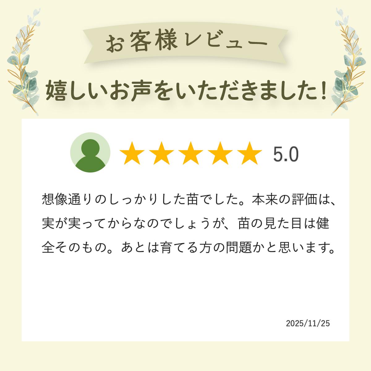 �ڥ��쥴��֥롼�� �֥롼�٥꡼ �ޤ��� ���� 2ǯ�� ��ӥåȥ������ʼ� �̼���