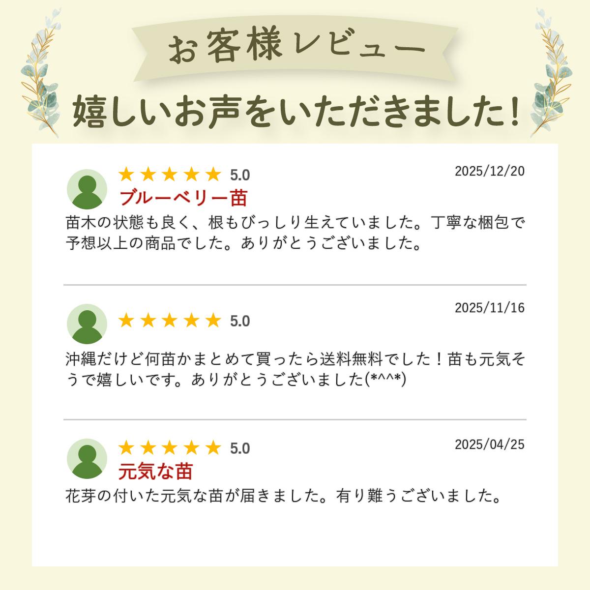 ���㡼�ץ֥롼 �֥롼�٥꡼ �ޤ��� ���� 2ǯ�� ������ϥ��֥å�����ʼ� �̼���