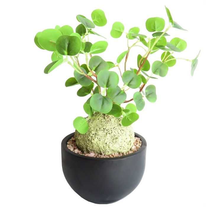 サーガ❗️勤労感謝の日セール❗️グラキリス丸め発根管理中 現地球 楽天市場】グラキリス（イベント・祝日ホワイトデー）の通販