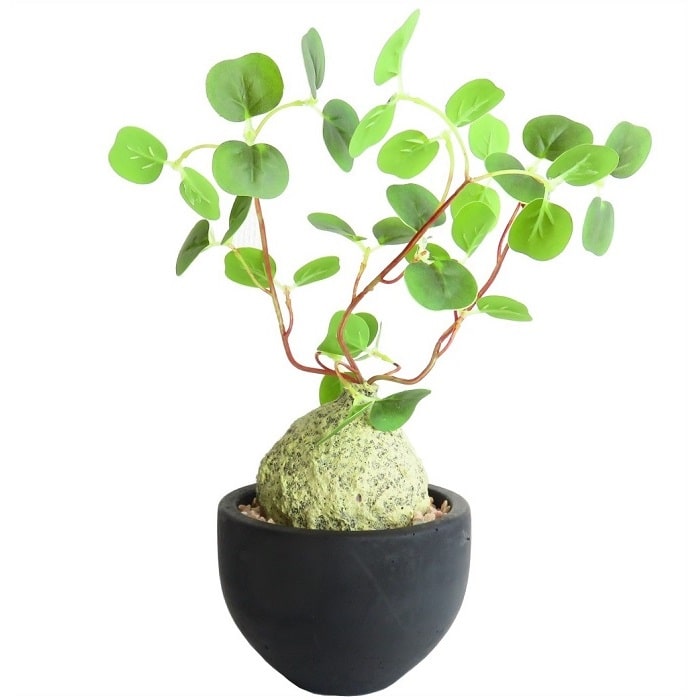 楽天市場】グラキリス（イベント・祝日ホワイトデー）の通販