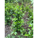 サカキ (榊) 根巻 1本 樹高1.0m前後 根巻 植木 苗木 シンボルツリー 生垣