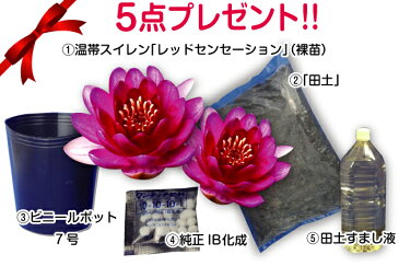 睡蓮鉢 メダカ鉢 金魚鉢 ビオトープに！信楽焼　白刷毛目ボウル　水鉢　13号★睡蓮レッドセンセーション他合計5点プレゼント！！★めだか鉢 メダカ鉢 水鉢 信楽焼 ハス鉢 蓮鉢 スイレン鉢【中型品種】【裸苗販売】【スイレン・すいれん】【送料無料】