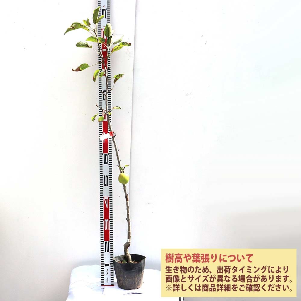 【送料無料】りんごの苗木 バレリーナツリー 果樹苗 1〜2年生 接木苗15cmポット 1...