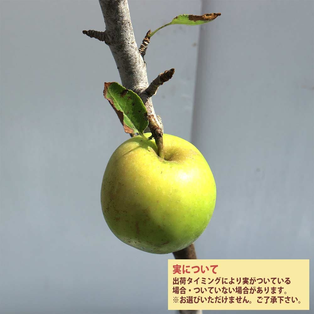 【送料無料】りんごの苗木 バレリーナツリー 果樹苗 1〜2年生 接木苗15cmポット 1...