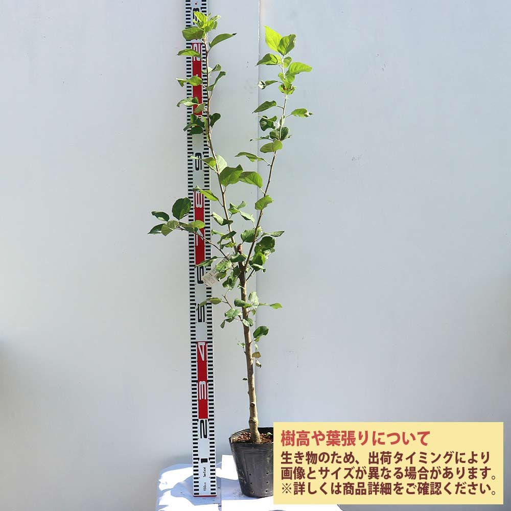 【送料無料】りんごの苗木 富士 果樹苗 1〜2年生 接木苗15cmポット 1個 りんご苗 りんご 苗 リンゴ苗 リンゴの苗木 林檎の苗 ミニリンゴ 農園 庭植え 趣味 園芸 花木 植木 庭木 鉢植え シンボルツリー 記念樹 路地植え 通販 送料無料 即納 3