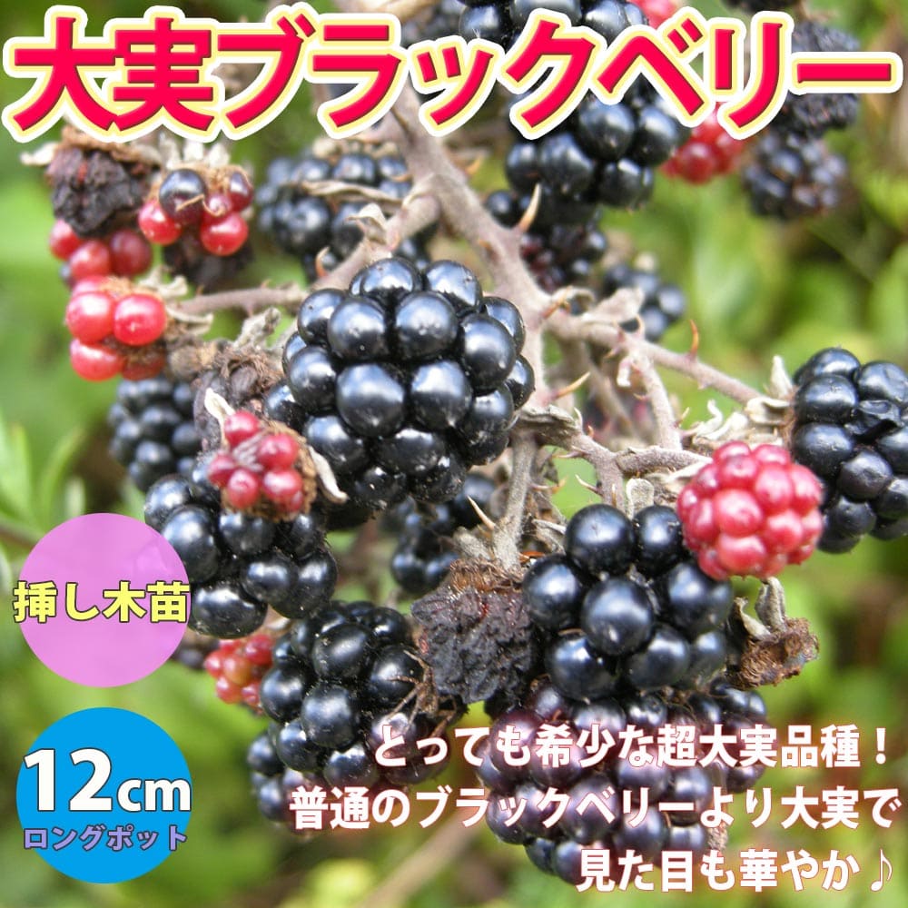 【送料無料】大実ブラックベリーの苗木【果樹苗 12cmロングポット挿し木苗/1個】ブラックベリー苗 キイチゴ苗 木いちご苗 木イチゴ苗 ラズベリー苗 家庭菜園 庭植え 鉢植え 庭園 露地植え チェ…