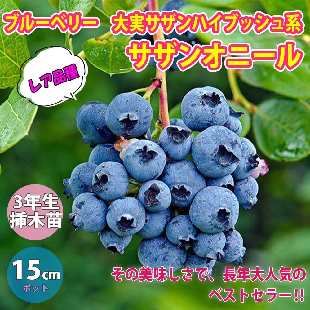 【送料無料】大実サザンハイブッシュ系ブルーベリー サザンオニール【果樹苗 3年生 挿し木苗15cmポット大苗/1個】ブルーベリー苗 ブルーベリー苗木 ぶるーべりー 簡単栽培 家庭菜園 シンボルツ…