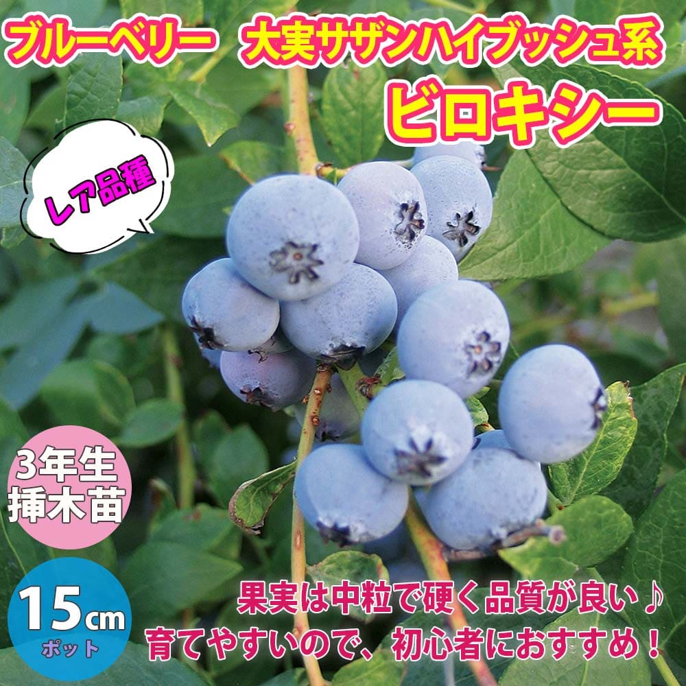 【送料無料】大実サザンハイブッシュ系ブルーベリー ビロキシー【果樹苗 3年生 挿し木苗15cmポット大苗/1個】ブルーベリー苗 ブルーベリー苗木 ぶるーべりー 簡単栽培 家庭菜園 シンボルツリー…