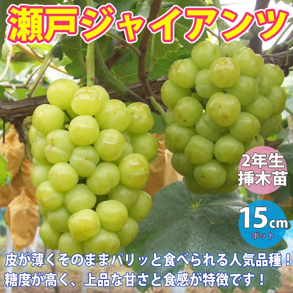 【送料無料】ぶどう苗 瀬戸ジャイアンツの苗木【果樹苗 1～2年生挿し木苗15cmポット大苗/1個】ブドウ苗 葡萄苗 桃太郎ぶどう苗 家庭菜園 庭植え ベランダ 鉢植え 庭園 露地植え 庭園果樹 果樹園 スイーツ フルーツ 人気品種