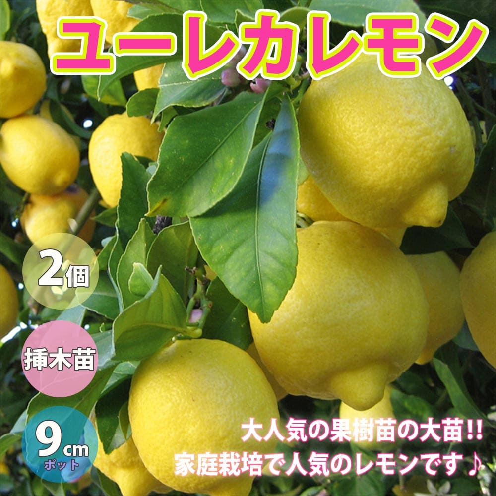 【送料無料】ユーレカレモンの苗木【果樹苗 9cmポット挿し木苗/2個セット】レモン苗 れもん苗 檸檬苗 柑橘苗 柑橘類 柑橘系 ガーデニング 家庭菜園 庭植え ベランダ 鉢植え 庭園 露地植え 庭園果樹 果樹園 シンボルツリー 庭木 植木