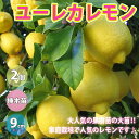 【P2倍★マラソン期間中】ユーレカレモンの苗木【果樹苗 9cmポット挿し木苗/2個セット】レモン苗 れもん苗 檸檬苗 柑橘苗 柑橘類 柑橘系 ガーデニング 家庭...