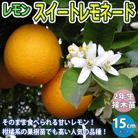 【送料無料】レモン スイートレモネード【果樹苗 1～2年生 接木苗 15cmポット/1本...