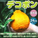 デコポンの苗木 不知火【果樹苗 3年生 接木苗21～24cmポット/1個】デコポン苗 デコポンの苗 不知火苗 ミカン苗 柑橘苗 農園 庭植え 趣味 園芸 収穫 花木 植木 庭木 鉢植え 記念樹 路地植え 香酸柑橘 販売店 通販