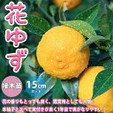 花ゆずの苗木【果樹苗 1～2年生 接木苗15cmポット/1個】ゆず苗 ゆずの苗 柚子苗 ユズ苗 柑橘苗 農園 庭植え 趣味 園芸 花木 植木 庭木 鉢植え シンボルツリー 記念樹 路地植え 香酸柑橘 収穫 …