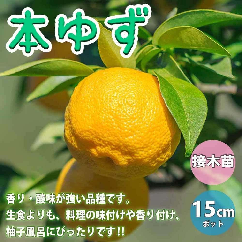 楽天植物販売のITANSE楽天市場店【送料無料】本ゆずの苗木【果樹苗 1～2年生 接木苗15cmポット/1個】ゆず苗 ゆずの苗 柚子苗 ユズ苗 柑橘苗 農園 庭植え 趣味 園芸 花木 植木 庭木 鉢植え シンボルツリー 記念樹 路地植え 香酸柑橘 収穫 植育 販売店 通販