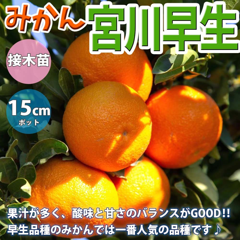 みかんの苗木 宮川早生みかん苗 みかんの苗 ミカン苗 蜜柑苗 柑橘苗 農園 庭植え 趣味 園芸 花木 植木 庭木 鉢植え シンボルツリー 記念樹 路地植え 香酸柑橘 販売店 通販