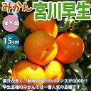 みかんの苗木 宮川早生【果樹苗 1～2年生 接木苗15cmポット/1個】みかん苗 みかんの苗 ミカン苗 蜜柑苗 柑橘苗 農園 庭植え 趣味 園芸 花木 植木 庭木 鉢植え シンボルツリー 記念樹 路地植え 香酸柑橘 販売店 通販