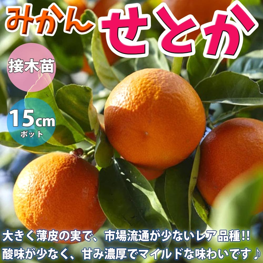 【送料無料】みかんの苗木 せとか【果樹苗 1～2年生 接木苗15cmポット/1個】みかん苗 みかん 苗 ミカン苗 蜜柑苗 柑橘苗 農園 庭植え 趣味 園芸 花木 植木 庭木 鉢植え シンボルツリー 記念樹 …