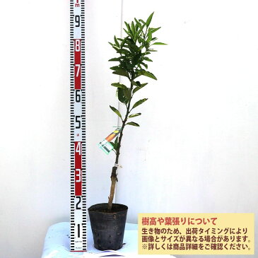 【送料無料】みかんの苗木 せとか【果樹苗 2年生 接木苗15cmポット/1個】みかん苗 みかんの苗 ミカン苗 蜜柑苗 柑橘苗 農園 庭植え 趣味 園芸 花木 植木 庭木 鉢植え シンボルツリー 新築祝い 記念樹 路地植え 香酸柑橘 販売店 通販