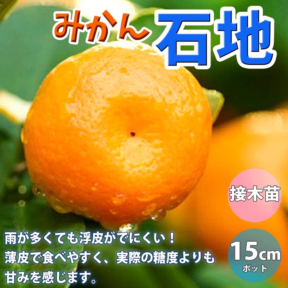 みかんの苗木 石地みかん苗 みかん 苗 ミカン苗 蜜柑苗 柑橘苗 農園 庭植え 趣味 園芸 花木 植木 庭木 鉢植え シンボルツリー 記念樹 路地植え 香酸柑橘 通販 PVP