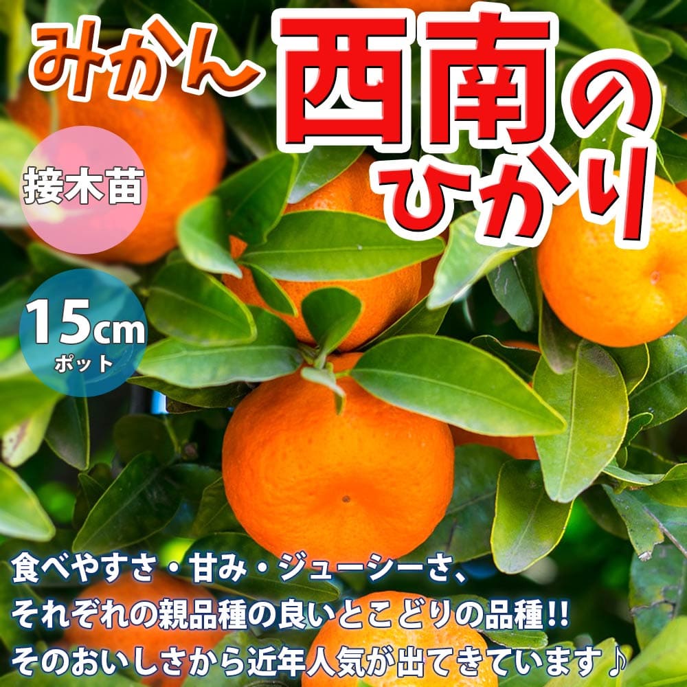 楽天植物販売のITANSE楽天市場店【送料無料】みかんの苗木 西南のひかり【果樹苗 1～2年生 接木苗15cmポット/1個】みかん苗 みかん 苗 ミカン苗 蜜柑苗 柑橘苗 農園 庭植え 趣味 園芸 花木 植木 庭木 鉢植え シンボルツリー 記念樹 路地植え 香酸柑橘 通販 PVP