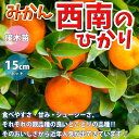 【マラソン中★ポイントUP】みかんの苗木 西南のひかり【果樹苗 1～2年生 接木苗15cmポット/1個】みかん苗 みかん 苗 ミカン苗 蜜柑苗 柑橘苗 農園 庭植え 趣味 園芸 花木 植木 庭木 鉢植え シ…