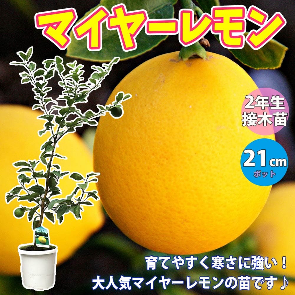 【送料無料】早成り大実レモン マイヤーレモン【果樹苗 1～2年生 接木苗 21cmポット/1本】レモン苗 檸檬 れもん レモンの苗木 ベランダ 柑橘 香酸 ミカン 農園 農場 露地 シンボルツリー 耐寒性 自家結実性 ガーデニング 家庭菜園