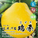 【P2倍★マラソン期間中】文旦(ブンタン)の苗 瑞季(ミズキ)【果樹の苗木 接木苗5号ポット/1個売り】文旦 ブンタン 果樹 果樹の苗 柑橘 みかん ミカン P...