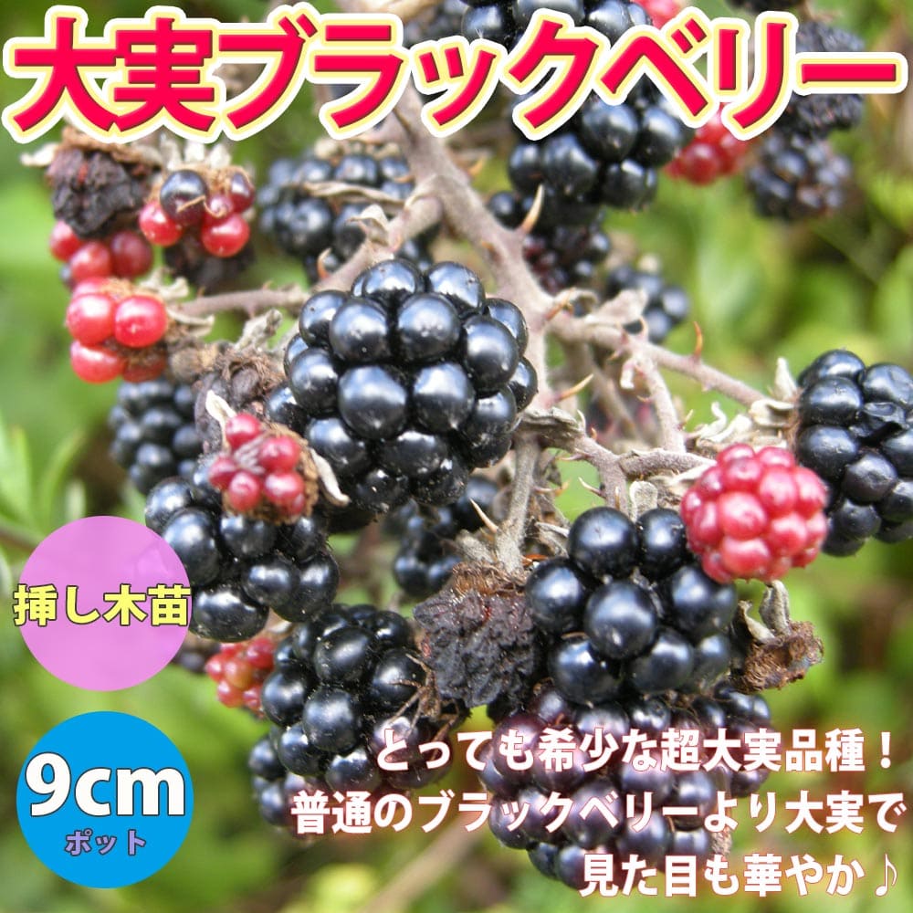 ブラックベリーの中でも特に粒が大きな大実品種!! 寒さに強く、育てやすい木いちごの仲間で、ほとんど無農薬でつくれ、スペースさえあれば楽しめます。 ブラックベリーは栄養価が高いこともあり、昔から北アメリカや南欧で野生種のものが食べられていました。 実はそのまま生食することもできますが、酸味が強いため加工に向いています。 実が大きくて、果汁の水分量も多いので、長期間保存する場合はジャムなどに加工がお勧めです。 ブラックベリーの実にはアントシアニンなどのポルフェノールや食物繊維、ビタミンなどが多く含まれていると言われています。 学名：Rubus fruticosus タイプ：バラ科 キイチゴ属 落葉低木 半つる性 耐寒性：強い 収穫期：7月〜9月上旬 【栽培方法】 ■お届け後 鉢植えする場合は7号から8号鉢程度の大きめの鉢に植え替えてください。 市販の培養土を使用し、緩効性化成肥料を混ぜて植えつけます。 水は鉢の表面の土が乾いたらたっぷりあげてください。 庭植えする場合は、植穴を掘り元肥を入れ、少し高畝にして水はけよく植え付けます。 ■栽培環境・日当たり・置き場 日光を好むので、庭植えの植えつけ場所、鉢植えの置き場ともに日当たり良好な場所を選びましょう。 つる状の新枝が伸びてきたら、支柱などに誘引してください。 ■水やり 鉢土の表面が白く乾いたら、鉢底の穴から少し流れ出るくらいたっぷり与えます。 庭植えの場合は、品種や土質にもよりますが、夏にひどい日照りが続くような場合は水やりが必要です。 ■肥料 庭植えは、2月に有機質肥料か速効性化成肥料を元肥として施し、6月、9月にも同じものを追肥します。 鉢植えも、2月、6月、9月に有機質肥料か速効性化成肥料を施します。 生育具合にもよりますが、通常2〜3年に1回は必要です。 ■収穫 ブラックベリーの実は、結実した頃は赤い色をしていますが、収穫は実の色が黒く変色するまで待ちましょう。 6月下旬頃に結実したあと、粒を大きくしながら熟しはじめ、収穫期は7月〜8月頃になります。 十分に実が熟していれば手で掴んで引っ張るだけでも簡単に回収することができますが、ハサミで実の部分を切り取ることで、きれいに収穫することができます。 ラズベリーとは違い、ブラックベリーは花床と呼ばれる芯の部分がついたまま取れるのが特徴です。 一度実を付けたブラックベリーの枝は、この先もう実をつけることはないので、収穫後は邪魔にならないように、早めに切り落としておくと良いでしょう。 ■増やし方 挿し木：6月から7月に緑枝ざし、2月から3月に根ざしを行います。 取り木：すでに栽培している株からふやす場合は、つるの先端が地面について発根したものを掘り取って利用するのが最適です。 【主な作業】 ■冬の剪定 適期は12月から2月。前年枝を長さ1/2、ないしは1/3程度残して剪定します。 残った枝の側芽から伸長した新梢に花房がつきます。 ■夏(収穫後)の剪定 着果した枝は、遅かれ早かれ年内に株元から枯死します。 したがって、収穫が終わったら早めに基部から切り取り、新しく伸びているシュートを大事に育てます。 シュートの誘引は、株元から伸びてくる新しいシュートを誘引します。これが来年の結果母枝です。 【お読みください】 商品ラベルに大実との記載はありませんが、大実品種になります。掲載苗画像はお届けする大苗のイメージです。背丈・株張りなどは出荷タイミングや毎年の気象などで、小さくなったり大きくなったりすることがあります。弊社基準に達した苗のみ出荷しております。ご了承ください。植物アレルギーのある方は、栽培にも利用にも注意が必要です。植物には個体差があります。生育や収穫量などは毎年の気候や栽培環境により変化します。ご了承ください。 【検索キーワード】イタンセ いたんせ ITANSE itanse ぶらっくべりー苗 木苺 木いちご キイチゴ ラズベリー 苗木 果樹苗 花木苗 ガーデニング 鑑賞 栽培 簡単栽培 庭園菜園 ギフト プレゼント 贈り物 新鮮 農場 ベランダ 庭 鉢植え 原種 希少 品種 大実 ジャンボ ジャム 料理 レシピ トゲなし トゲナシ トゲ無し とげなし アントシアニン ポリフェノール 耐寒性 耐暑性 果樹園 庭木 シンボルツリー