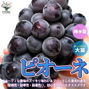 楽天植物販売のITANSE楽天市場店ぶどう ピオーネの苗木【果樹 1～2年生挿し木苗12～15cmポット大苗/1個】ぶどう苗 ブドウ苗 ピオーネ苗 葡萄苗 庭園 露地植え 庭園果樹 果樹園 スイーツ フルーツ 人気品種 耐病性 耐寒性 耐暑性