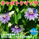 【P2倍★マラソン期間中】チャボトケイソウ(パッションフラワー)の苗【挿し木苗/9cmポット苗/1個】パッションフラワー苗 時計草 鑑賞 観葉 家庭菜園 農園 ...