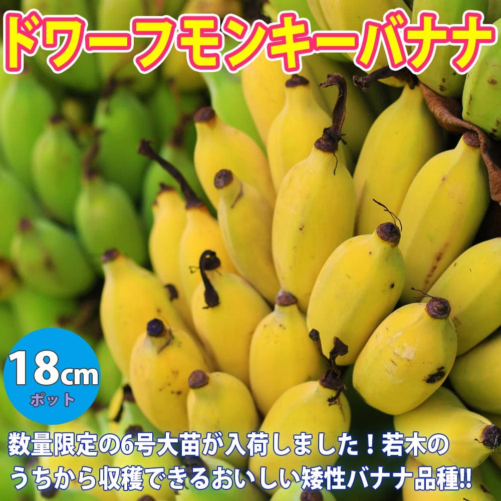 イチジク 【 オセアニアスイート 挿木1年生苗 】 苗 苗木 12cmポット 樹高約40cm 無花果 いちじく 果樹苗 シンボルツリー 記念樹 健康果樹 健康 果樹苗