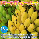 【P2倍★マラソン期間中】ドワーフ・モンキーバナナ【果樹苗 18cmポット/1個】バナナ苗 ばなな苗 人気 矮性バナナ 南国フルーツ 苗木 甘い 品種 熱帯果樹...