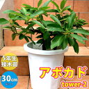 【P2倍★マラソン期間中】アボカドの苗木 品種:タワー2(開花タイプ:B)【果樹苗 5年生 接木苗30cmポット/1個】アボカド苗 アボガド苗 あぼかど苗 森の...